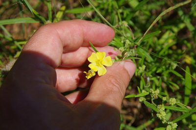 Crocanthemum rosmarinifolium, photographed by Eric Knight