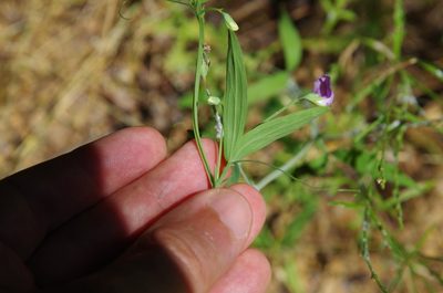 Lathyrus hirsutus, photographed by Eric Knight