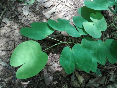 Bauhinia monandra, photographed by Marc Fradera-Soler
