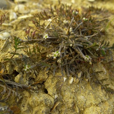 Chaerophyllum novae-zelandiae, photographed by Sarah Richardson