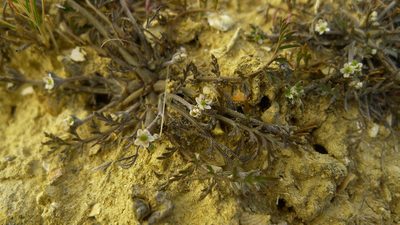 Chaerophyllum novae-zelandiae, photographed by Sarah Richardson