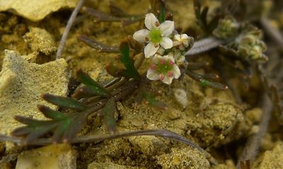 Chaerophyllum novae-zelandiae, photographed by Sarah Richardson