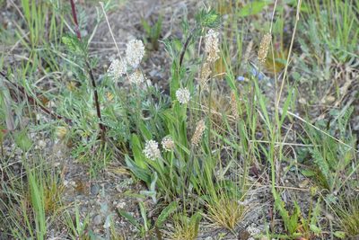 Plantago canescens, photographed by Syd Cannings