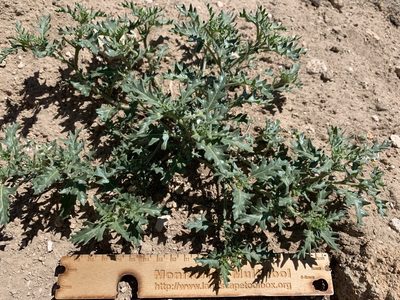 Solanum triflorum, photographed by mark-groeneveld