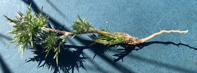 Navarretia intertexta, photographed by mark-groeneveld