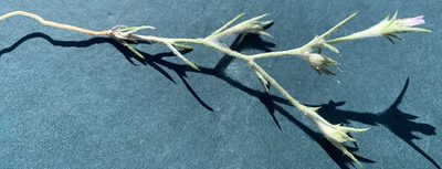 Eriastrum wilcoxii, photographed by mark-groeneveld