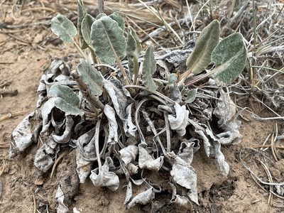 Eriogonum racemosum, photographed by Bobby McCabe