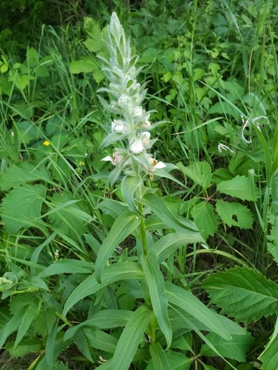 Digitalis lanata, photographed by Eug 302