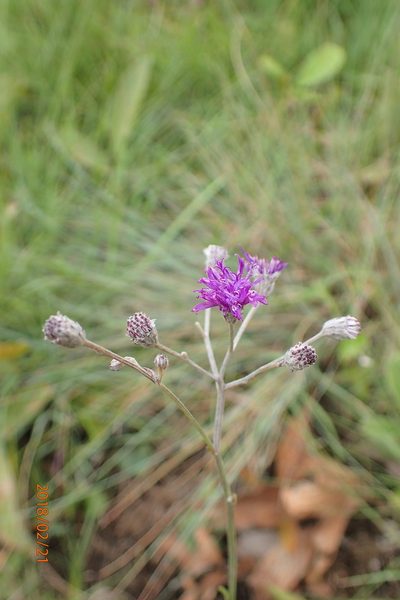 Hilliardiella nudicaulis, photographed by Peter Warren