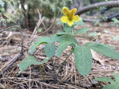 Viola lobata, photographed by Christine Laney