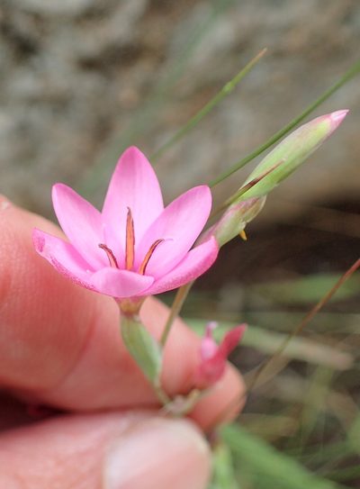 Hesperantha baurii, photographed by Peter Warren