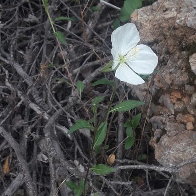 Oenothera tetraptera, photographed by José Gerardo Velasco