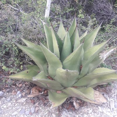 Agave gentryi, photographed by José Gerardo Velasco