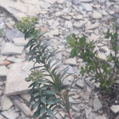 Euphorbia beamanii, photographed by José Gerardo Velasco