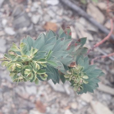 Euphorbia beamanii, photographed by José Gerardo Velasco