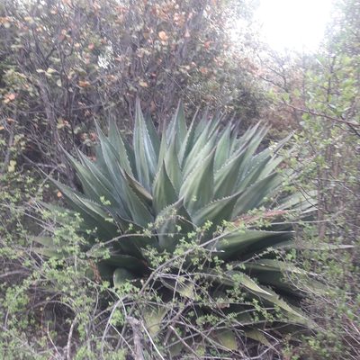 Agave gentryi, photographed by José Gerardo Velasco