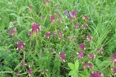 Melampyrum cristatum, photographed by Татьяна Горбушина