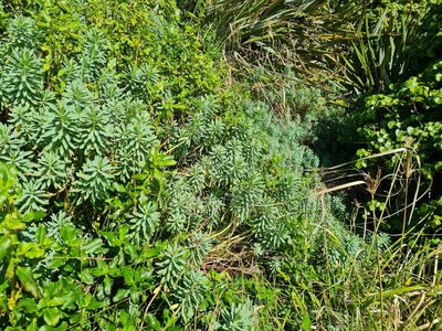 Euphorbia glauca, photographed by gnapp