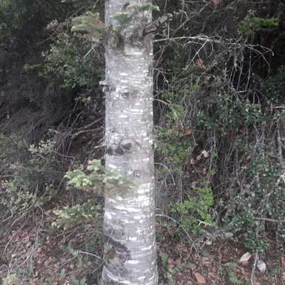 Abies vejarii