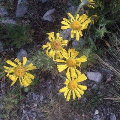 Hymenoxys insignis, photographed by José Gerardo Velasco
