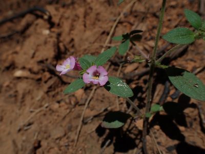 Diplacus torreyi, photographed by Scott Yarger