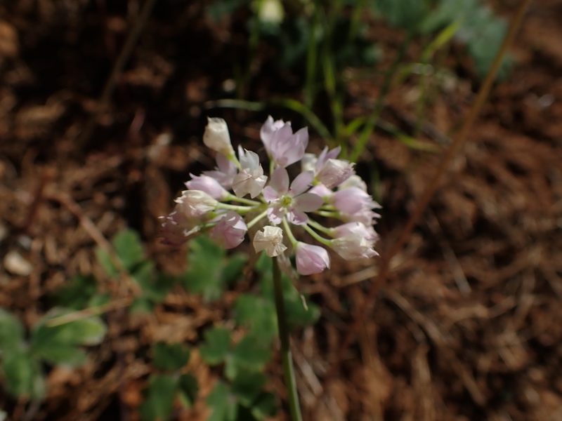 Allium membranaceum, photographed by Scott Yarger