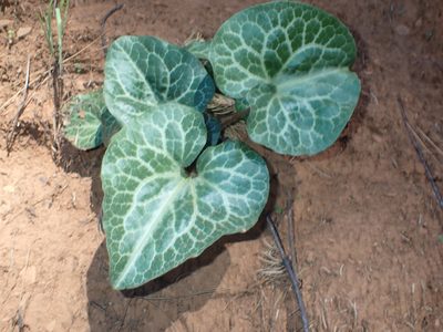 Asarum hartwegii, photographed by Scott Yarger