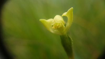 Disperis villosa, photographed by Timothy Smith