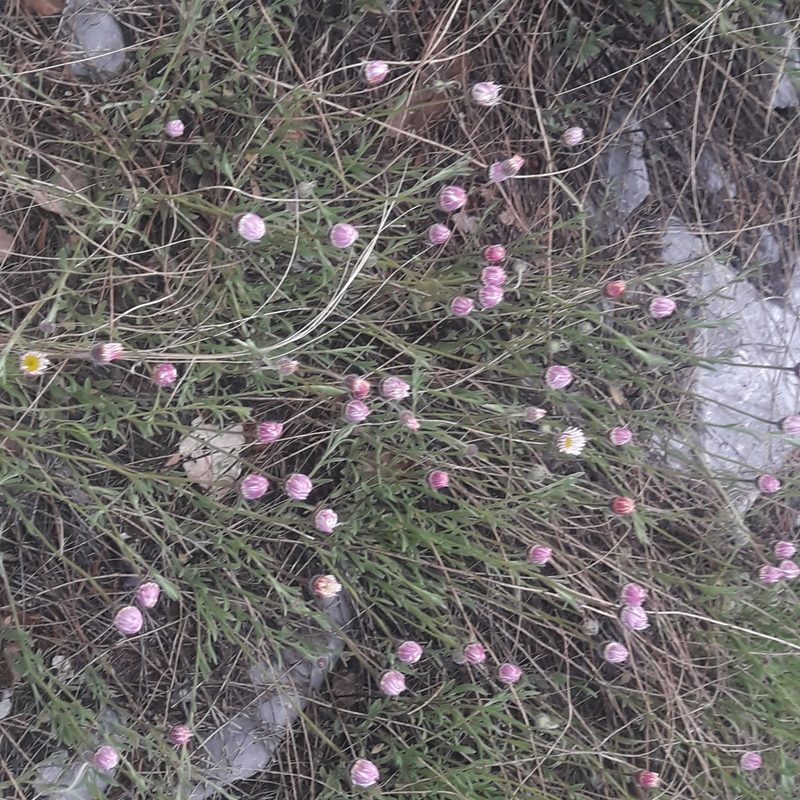Erigeron pubescens, photographed by José Gerardo Velasco