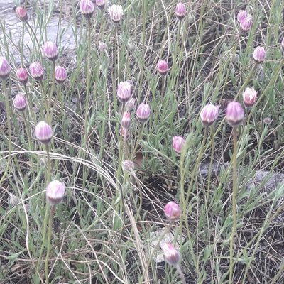 Erigeron pubescens, photographed by José Gerardo Velasco