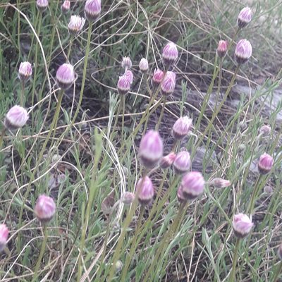 Erigeron pubescens, photographed by José Gerardo Velasco