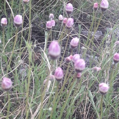 Erigeron pubescens, photographed by José Gerardo Velasco