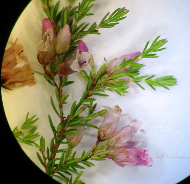Erica leucantha, photographed by linkie