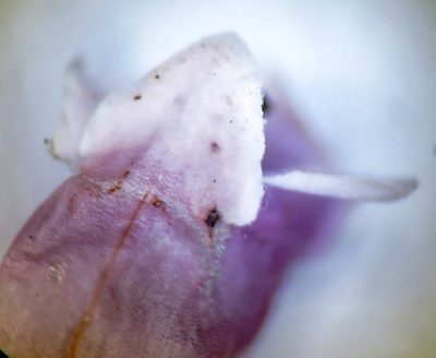 Erica leucantha, photographed by linkie