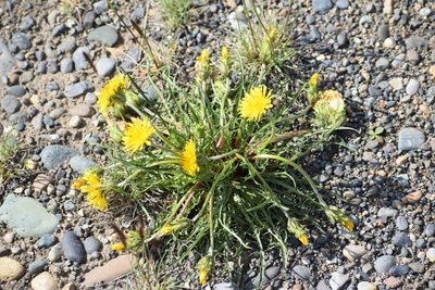 Taraxacum ceratophorum, photographed by Syd Cannings