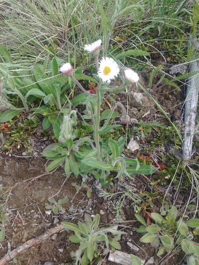 Erigeron glabellus, photographed by Syd Cannings