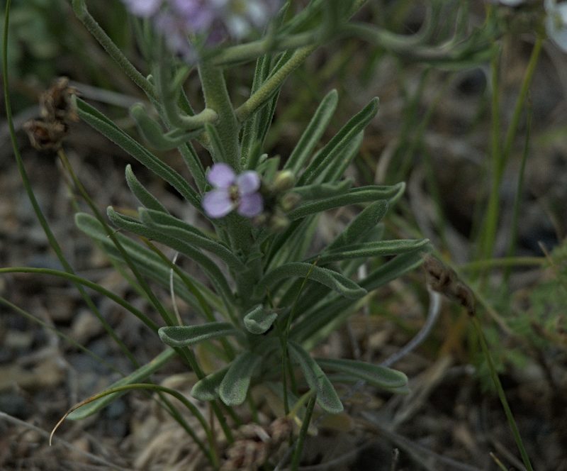 Stevenia cheiranthoides, photographed by Pavel Komkov