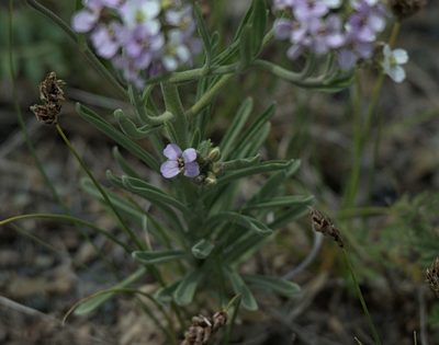 Stevenia cheiranthoides, photographed by Pavel Komkov