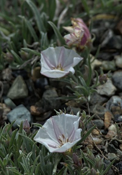 Convolvulus ammannii, photographed by Pavel Komkov