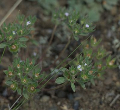 Androsace maxima, photographed by Pavel Komkov