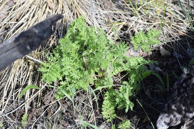 Artemisia laciniata, photographed by Syd Cannings