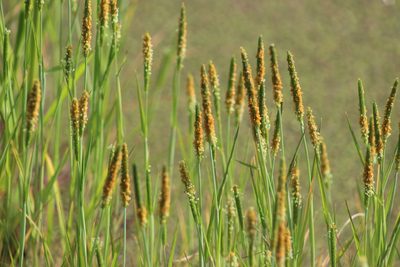 Alopecurus aequalis, photographed by Tatiana Strus