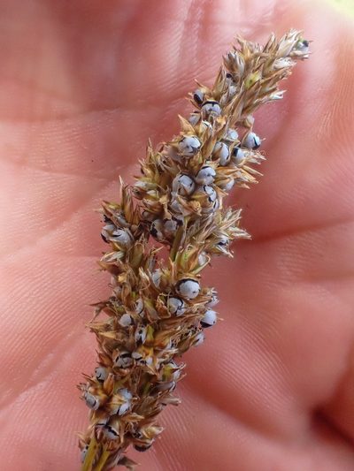 Carex cusickii, photographed by Trevor Van Loon