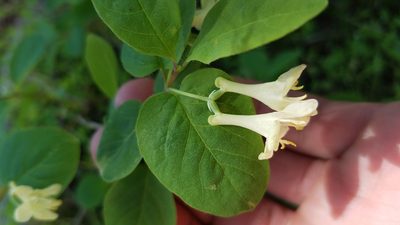 Lonicera utahensis, photographed by Mitch Van Dyke