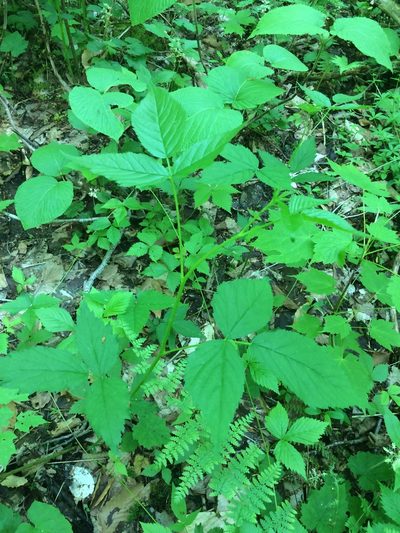Rubus canadensis, photographed by Étienne Lacroix-Carignan