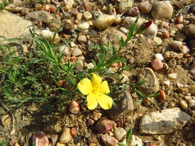 Menodora heterophylla, photographed by Annika Lindqvist