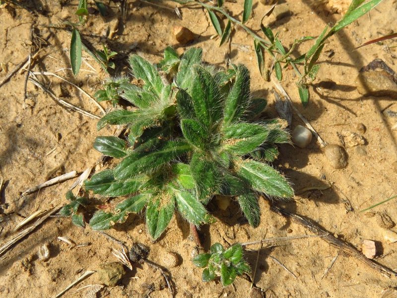 Gomphrena lanuparonychioides, photographed by Annika Lindqvist