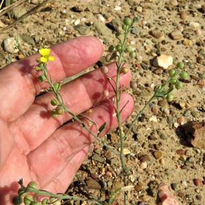 Physaria gordonii, photographed by Annika Lindqvist