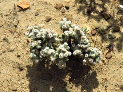 Diaperia verna, photographed by Annika Lindqvist
