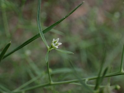 Thesium divaricatum, photographed by Fabien Piednoir